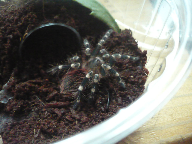 A.geniculata