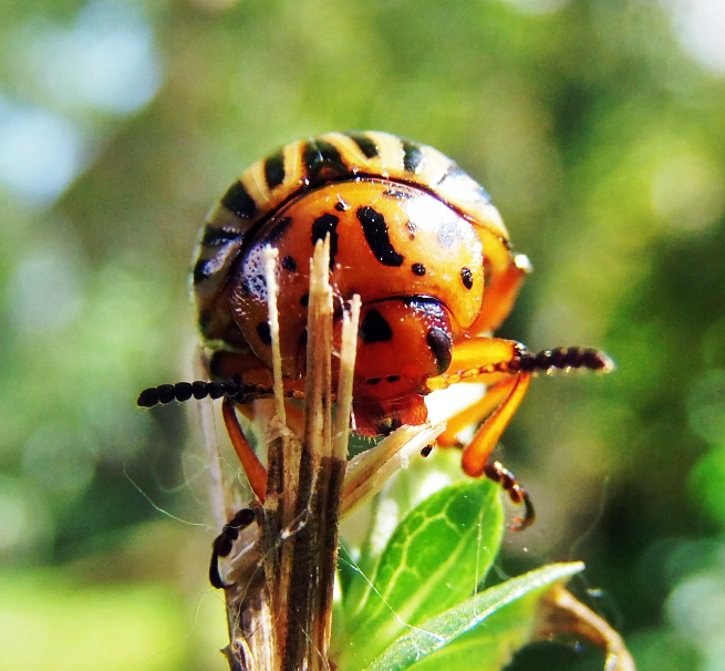 Macro.
