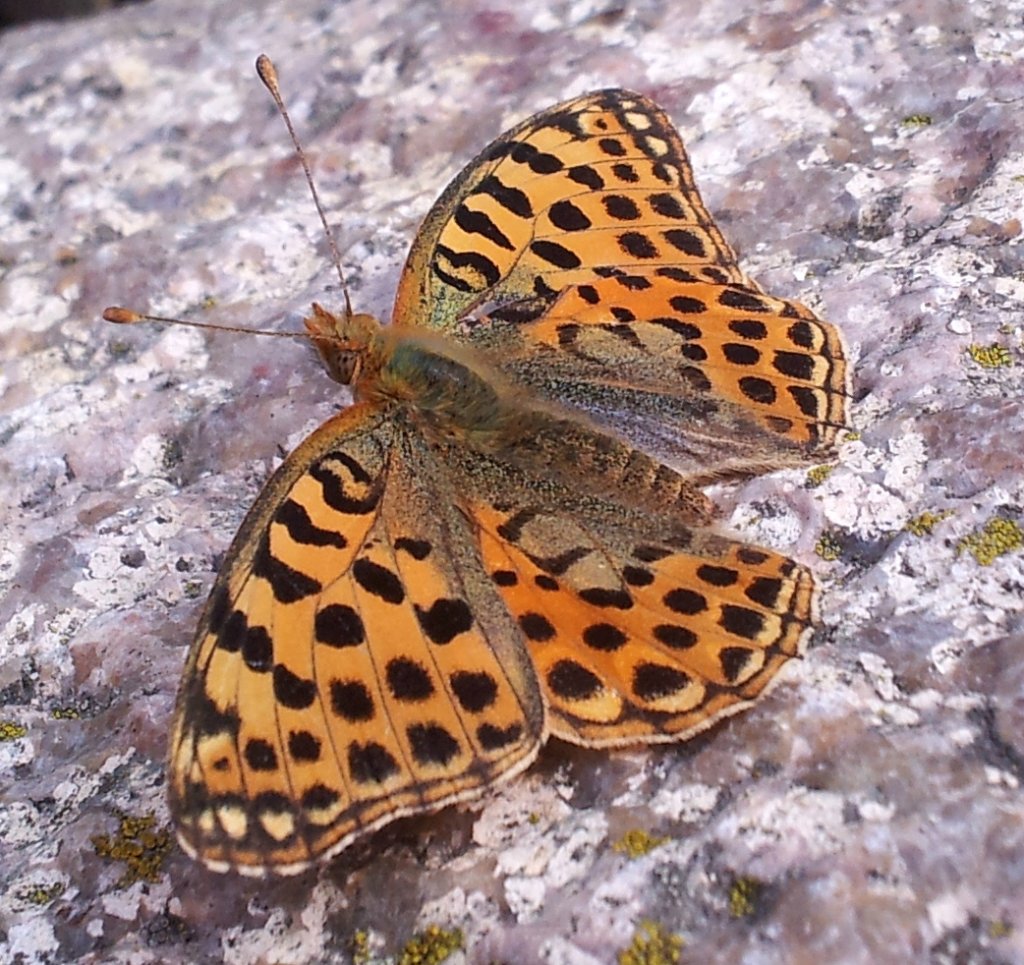 Dostojka latonia.