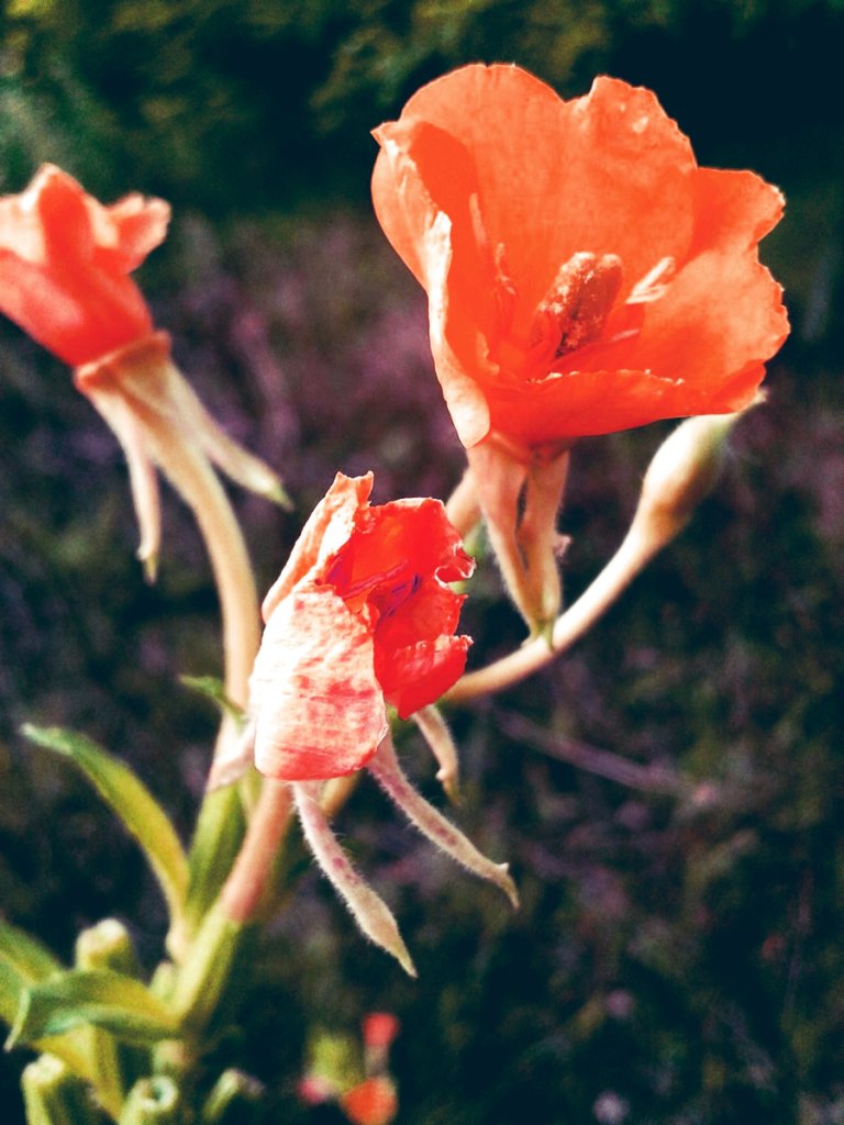 flower :)