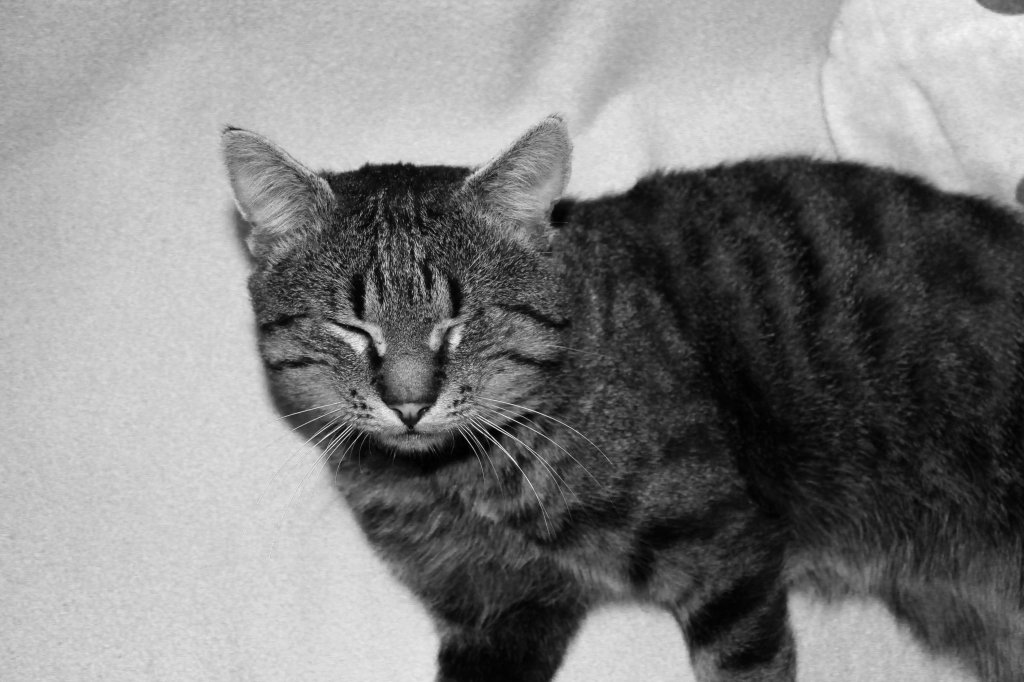 kote.