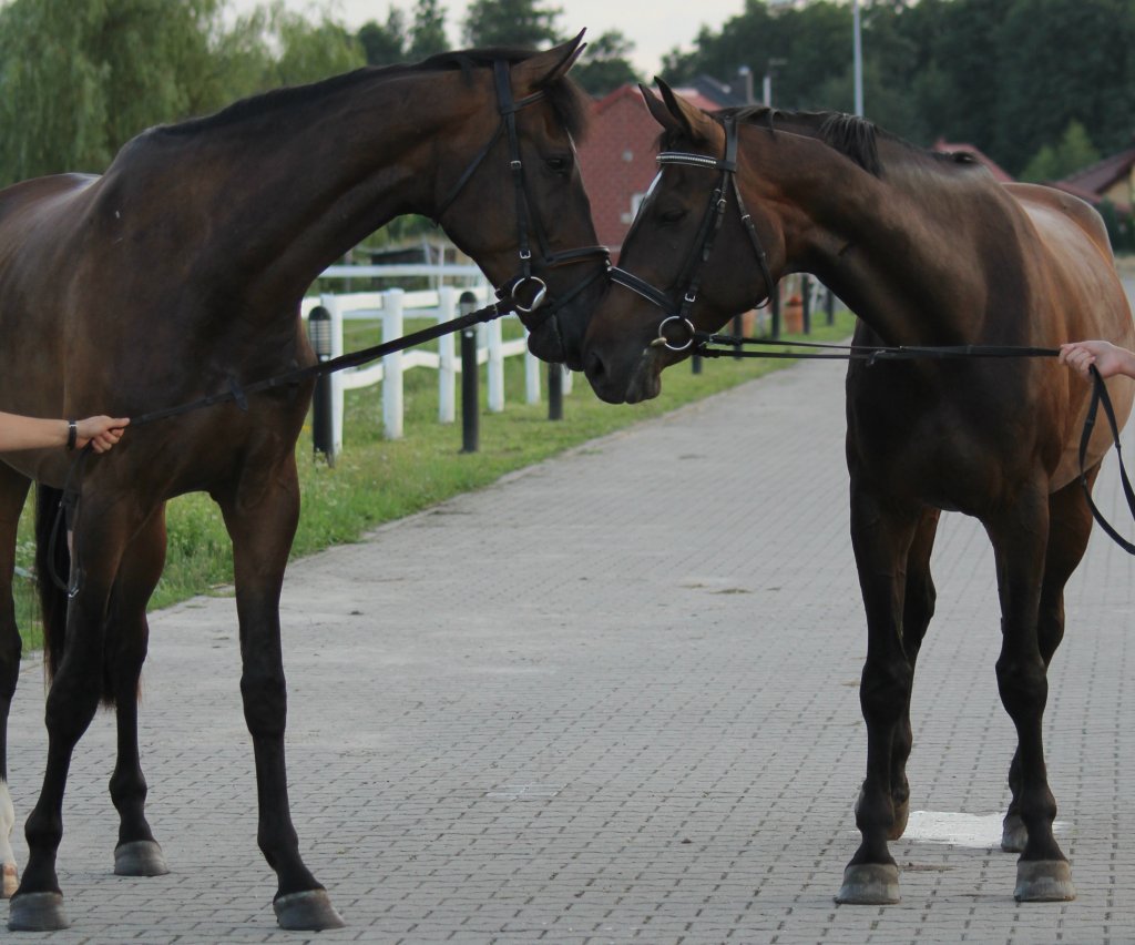 Drago i Moli