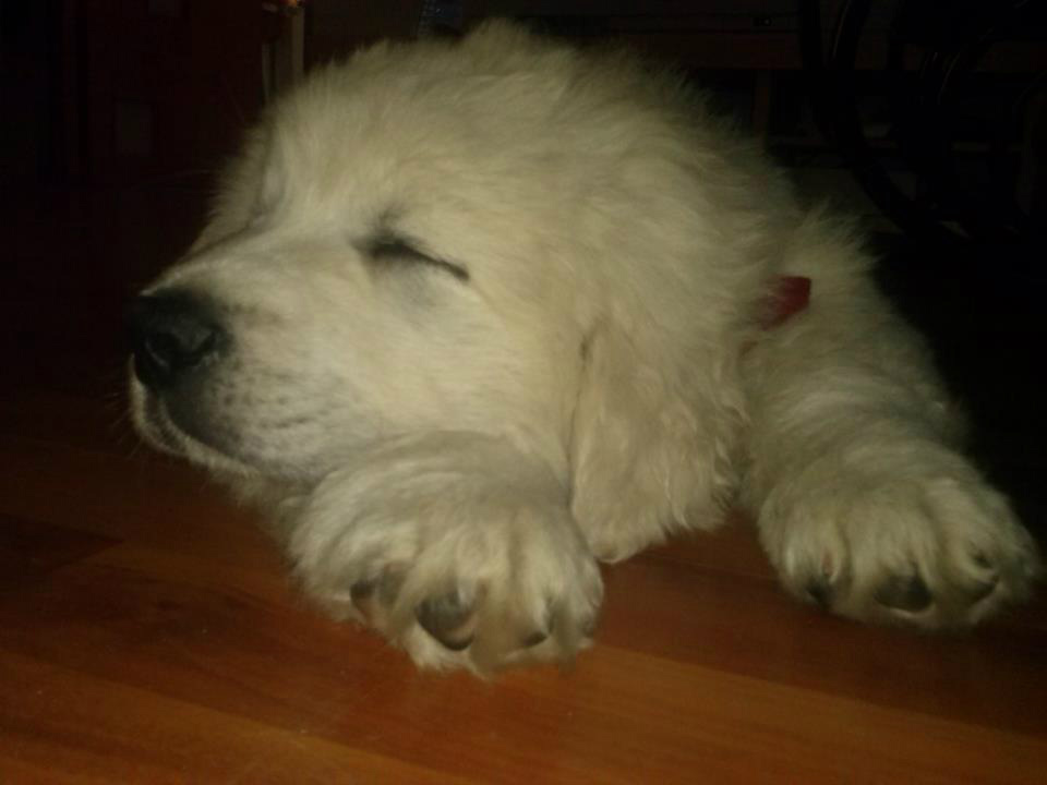 Lambu may ;)