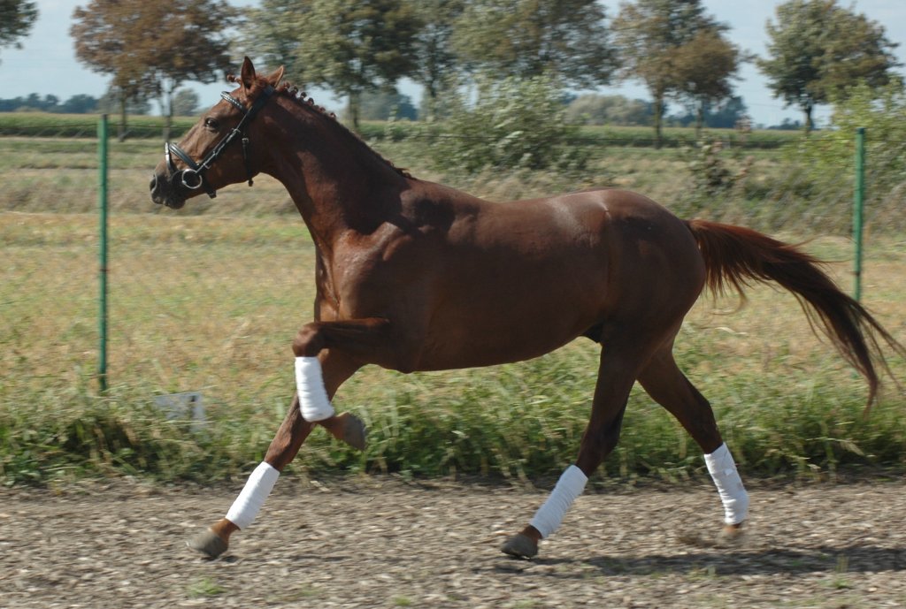 Cinamon