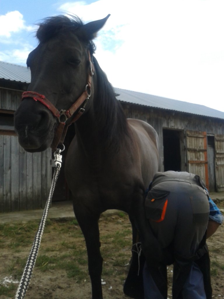 werkowanie