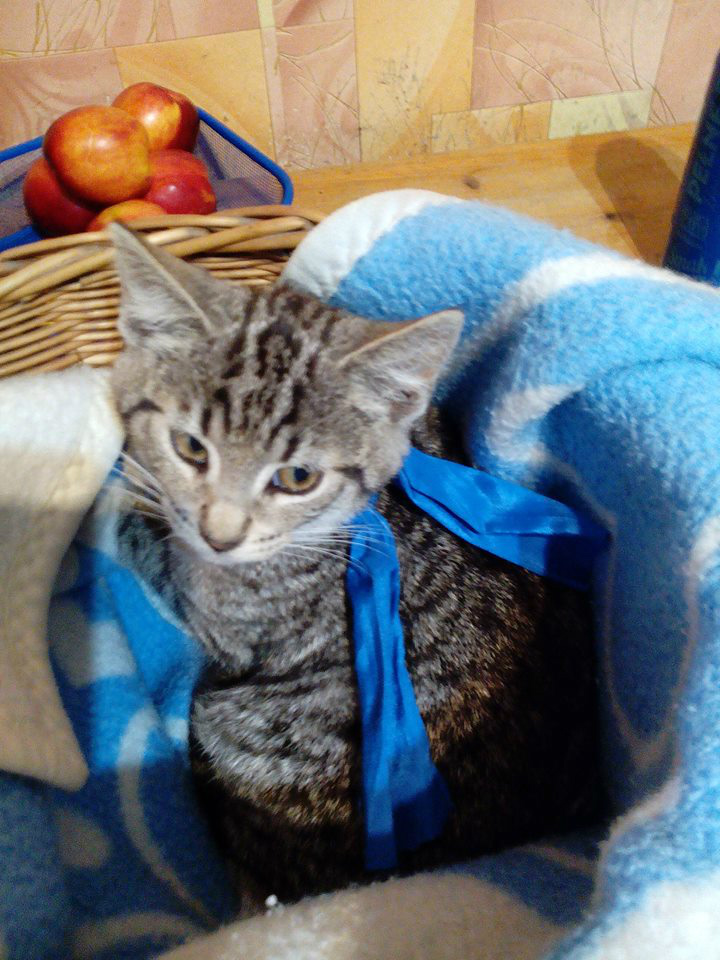 To jest moj kotek Miaczek :)