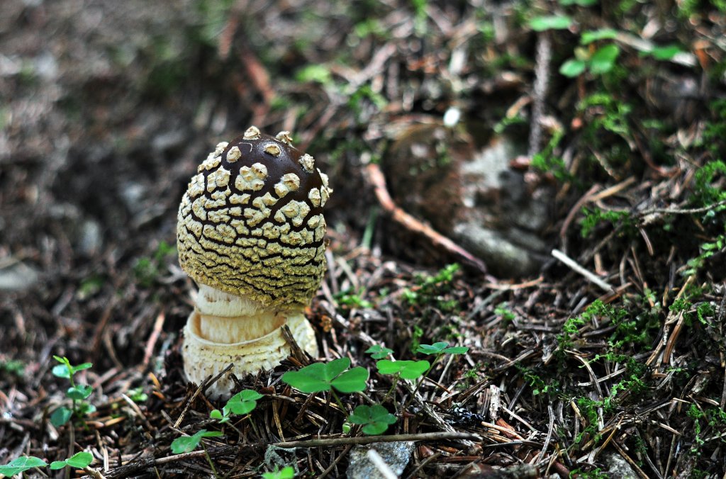 grzybek :)