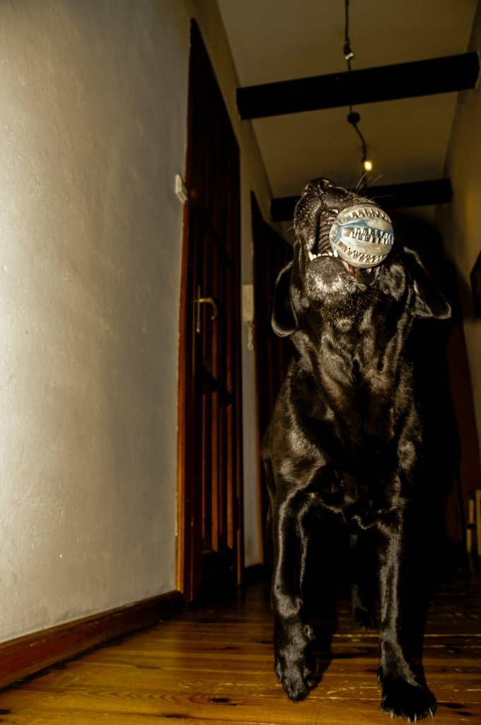 Dog with ball 