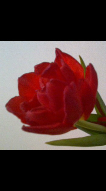 Tulipan