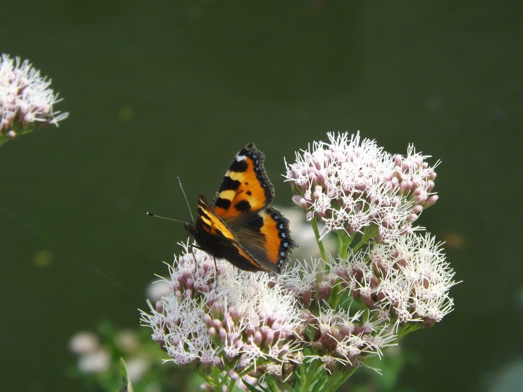 jak motyl... 