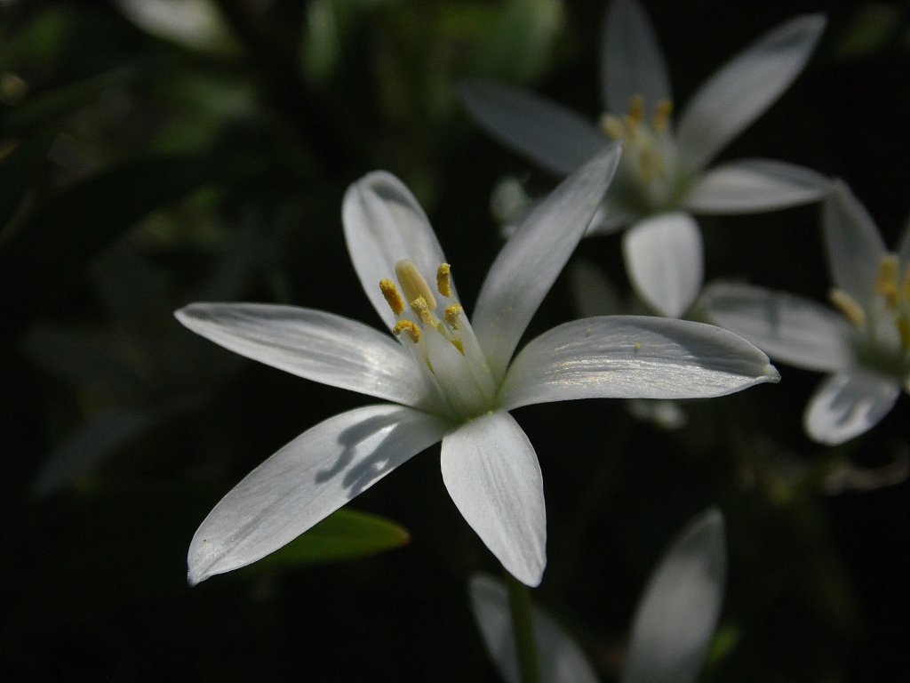 Macro.