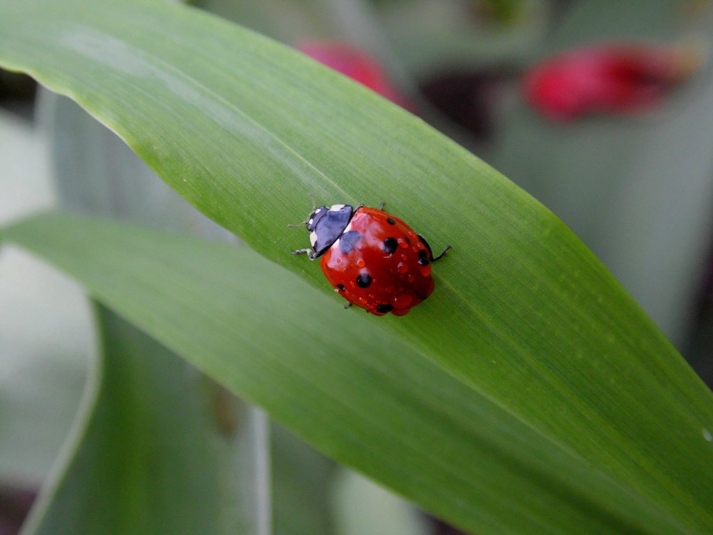 Ladybug.