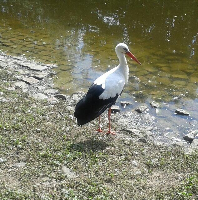 jeszcze jest