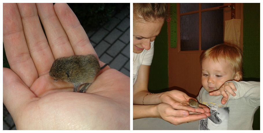 Myszka.