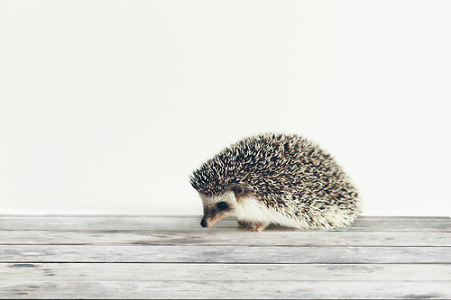 igel