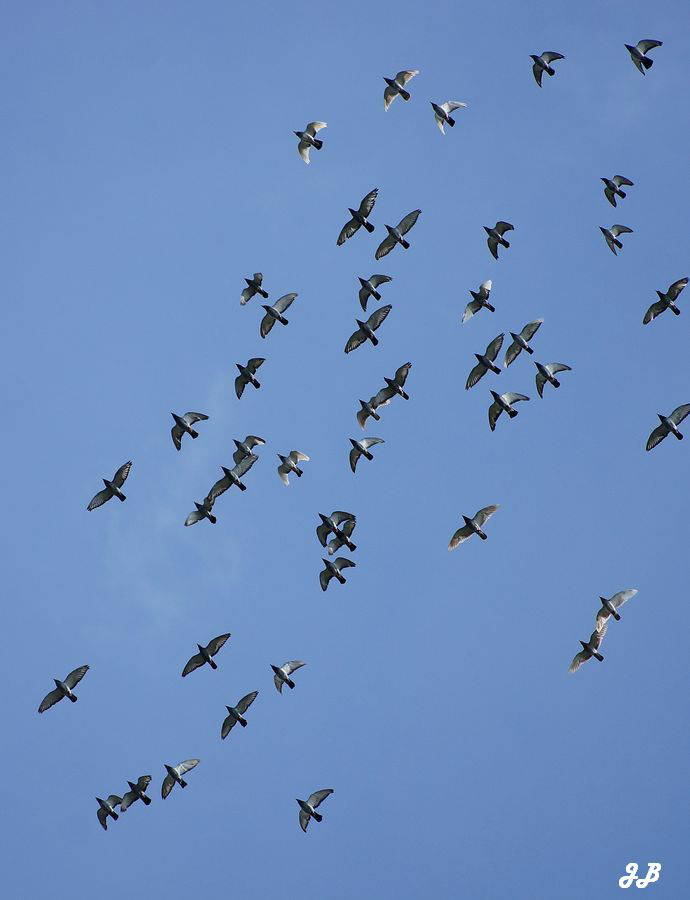 fly with me