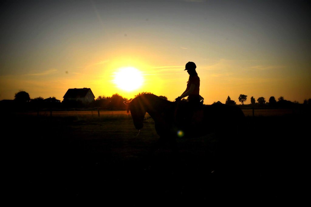 Mimi dressage horse