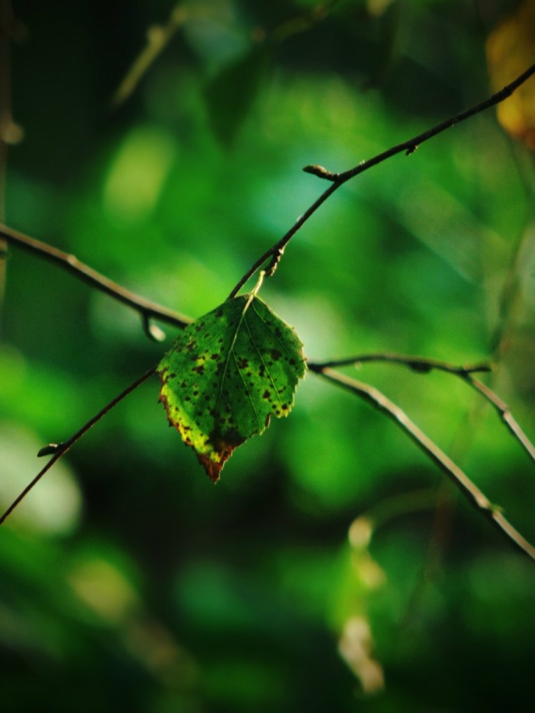 Green.