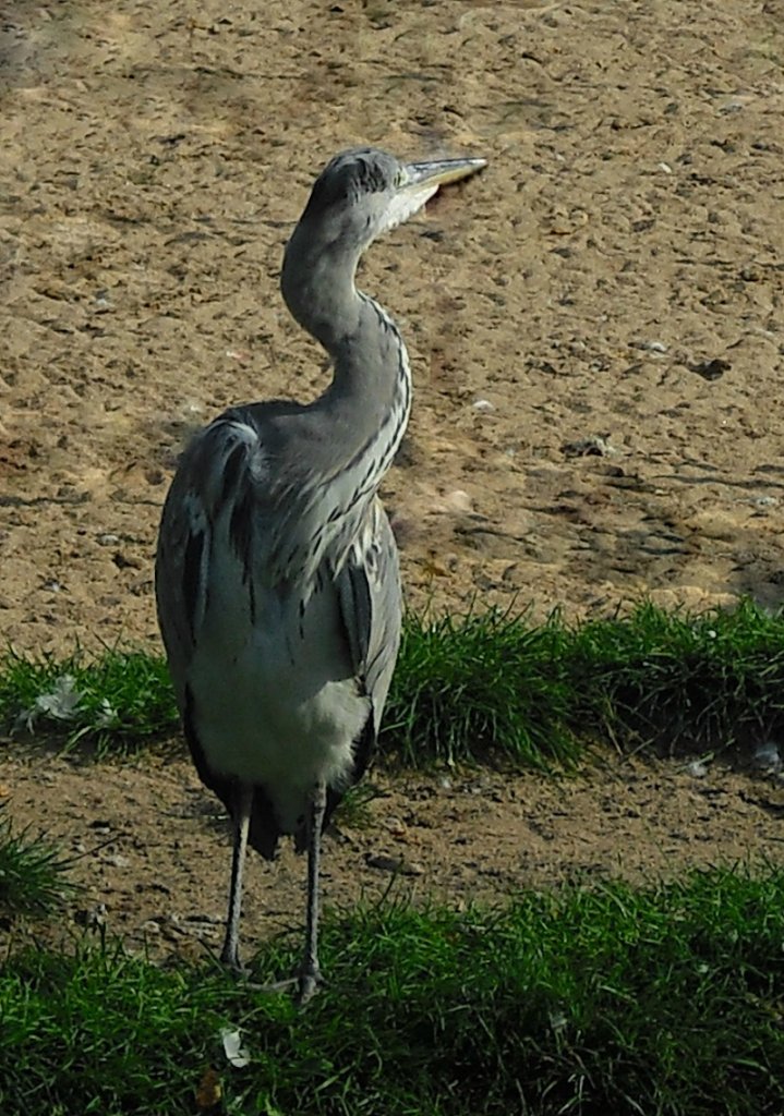 Czapla siwa