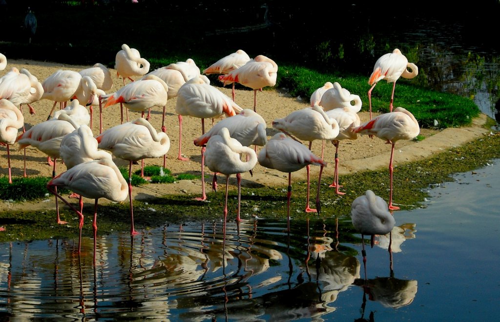 Sen flamingw