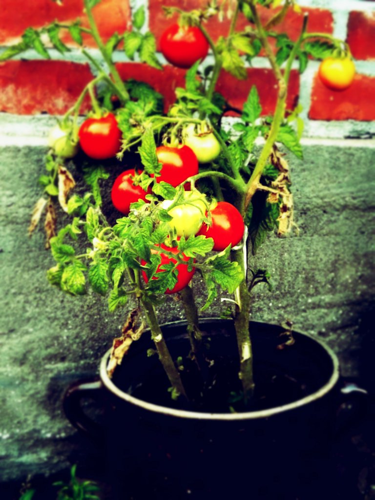 Tomatoes 