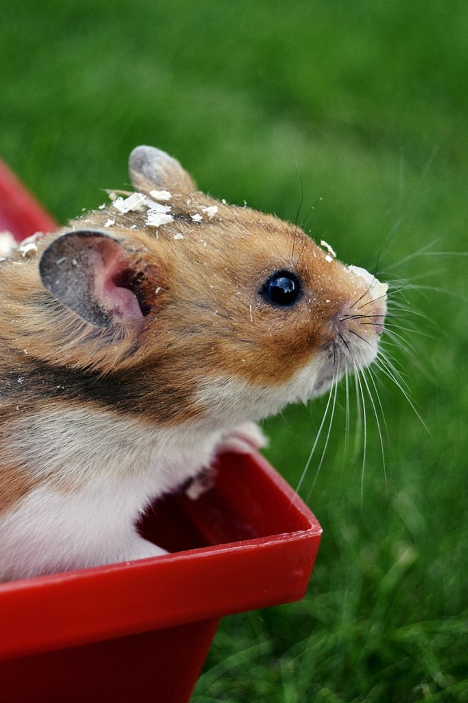 hamster