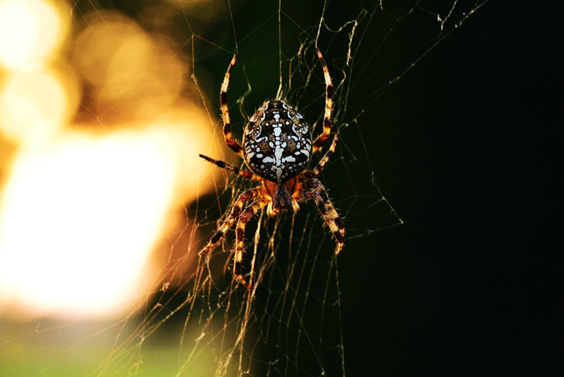 spider