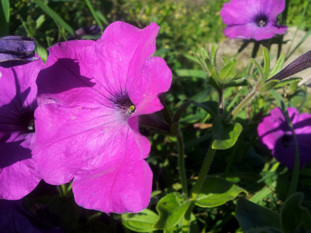 Petunia