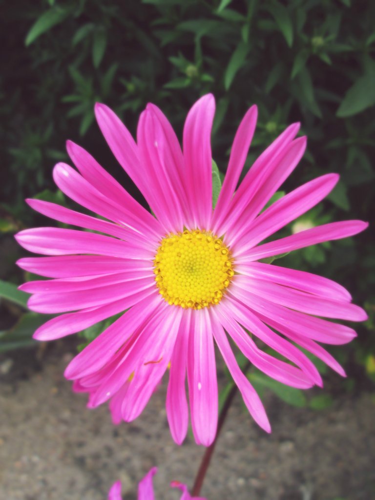 flower.