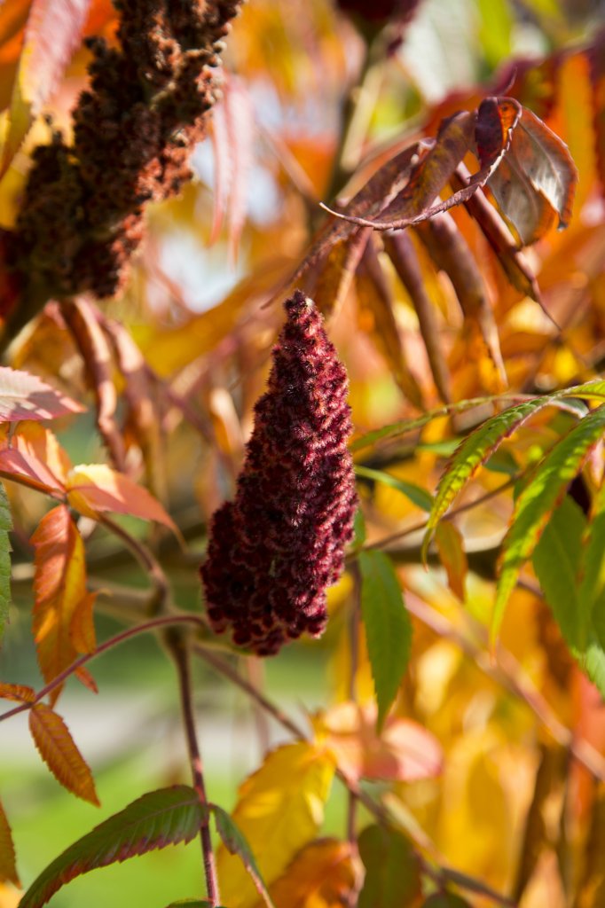 Coloured Autumn