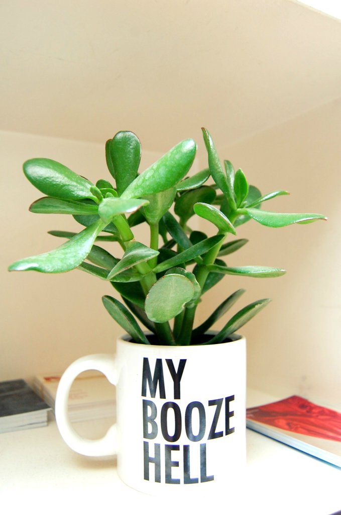 My Booze Hell 