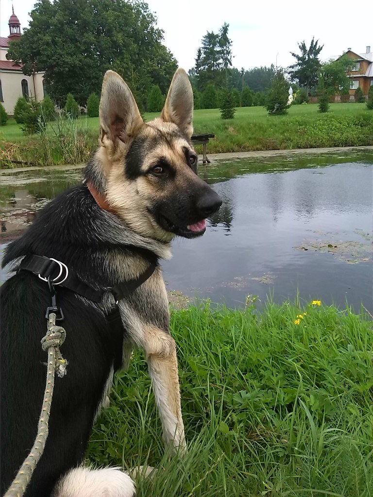 Rex nad wod :) 