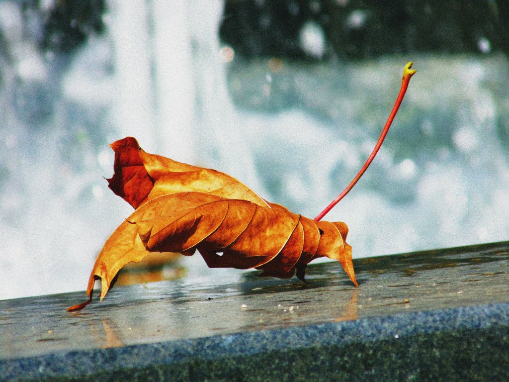 pani jesie.