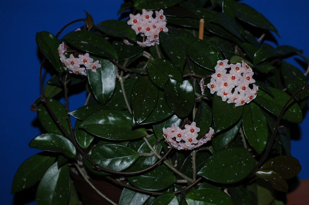 Hoja  Prywaty 