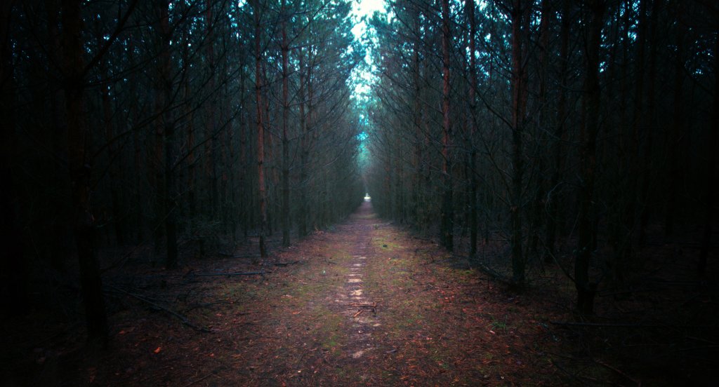 dark forest