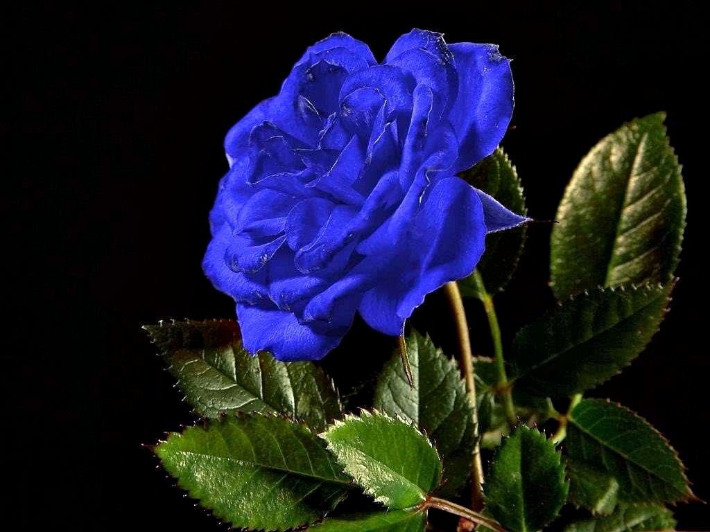 Blue roses.....