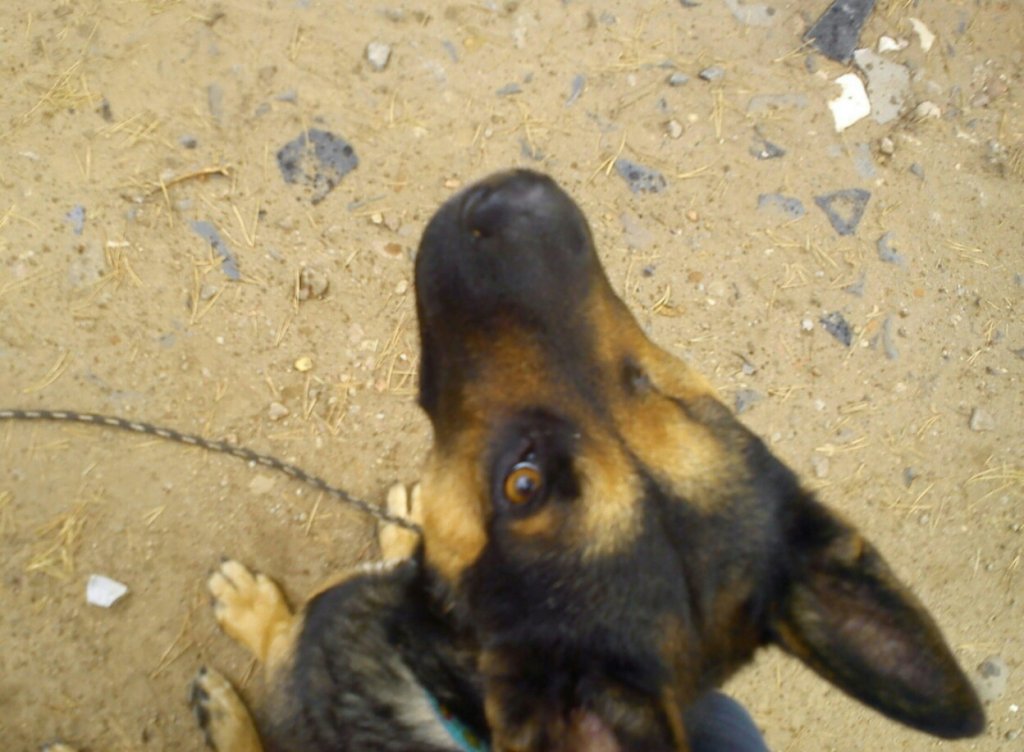 Oczko