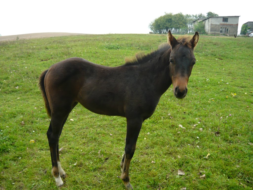 Osioek