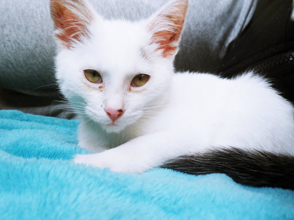 kotek