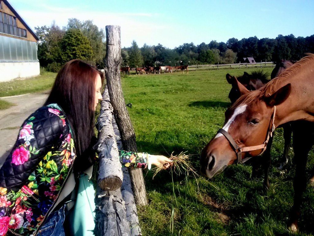 Konik:P