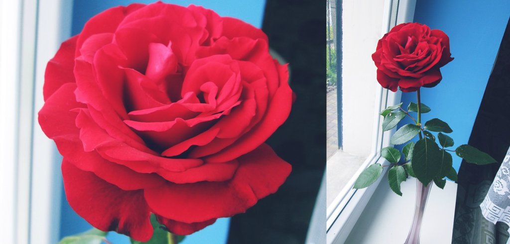 roses.