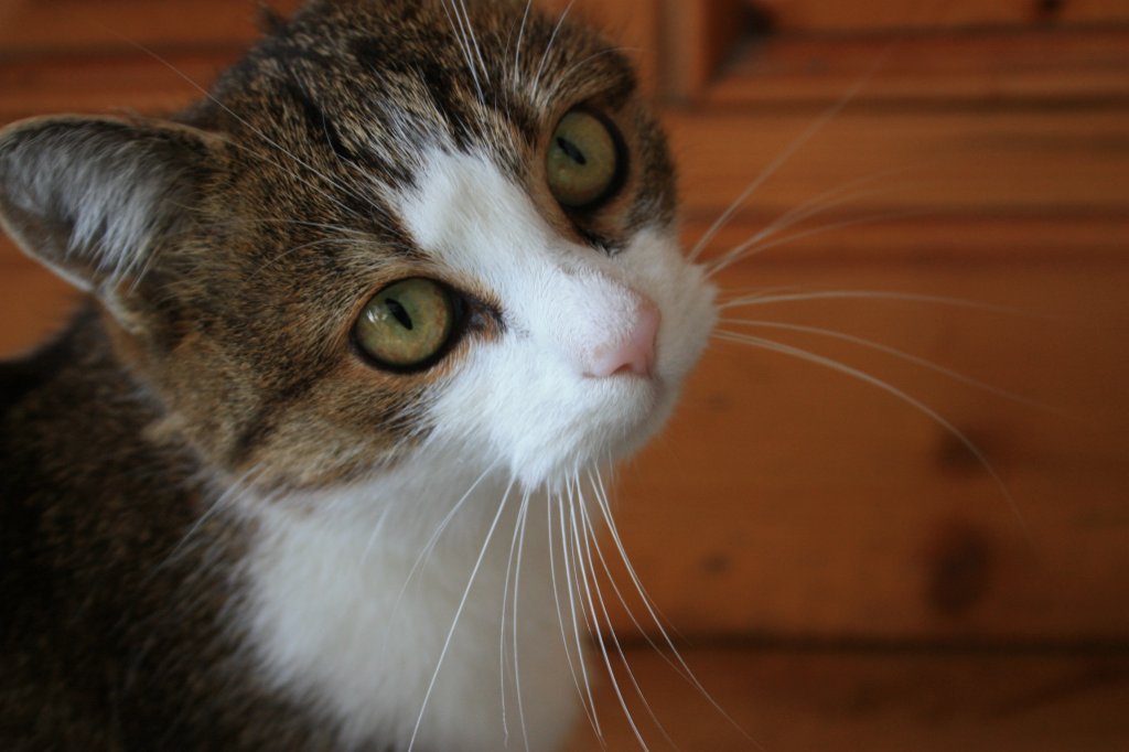Cat...
