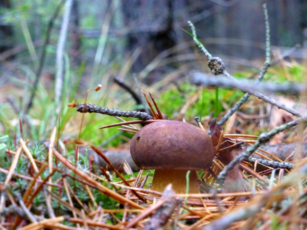 Podgrzybek