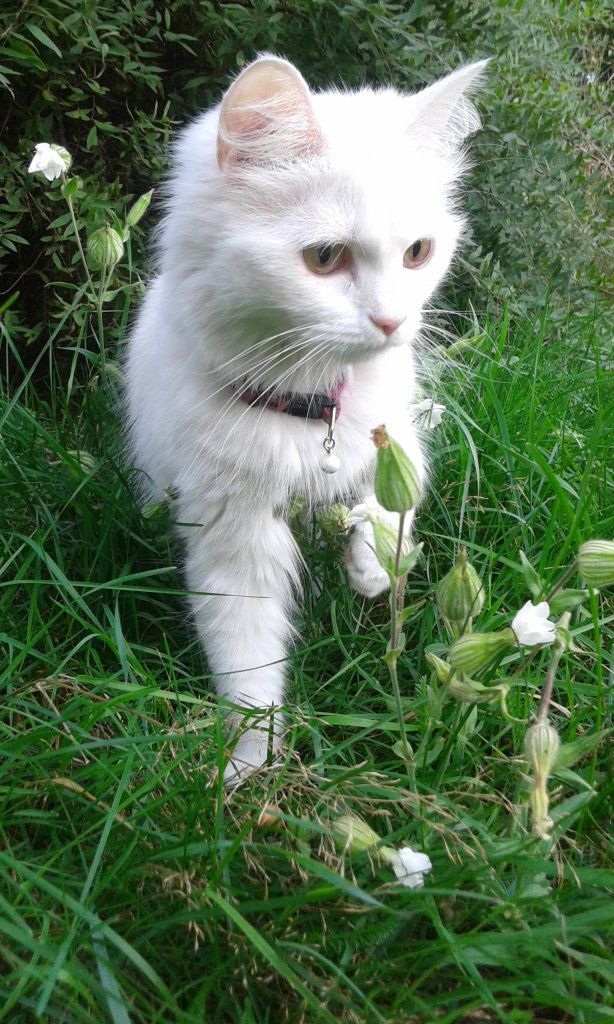 Mika 