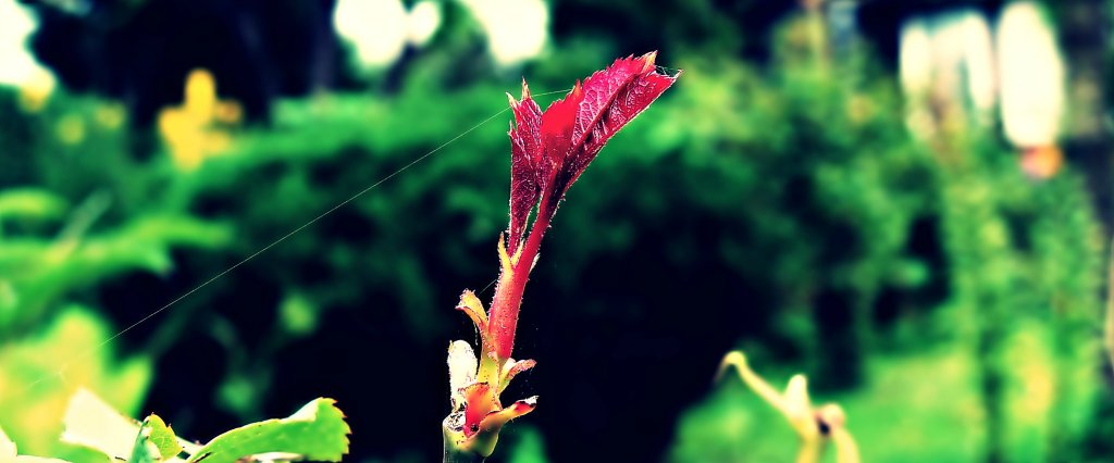 Macro