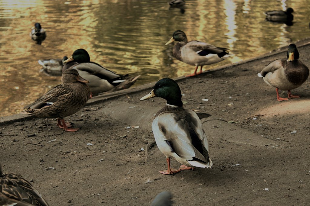 Park Wilsona, Pozna. 01