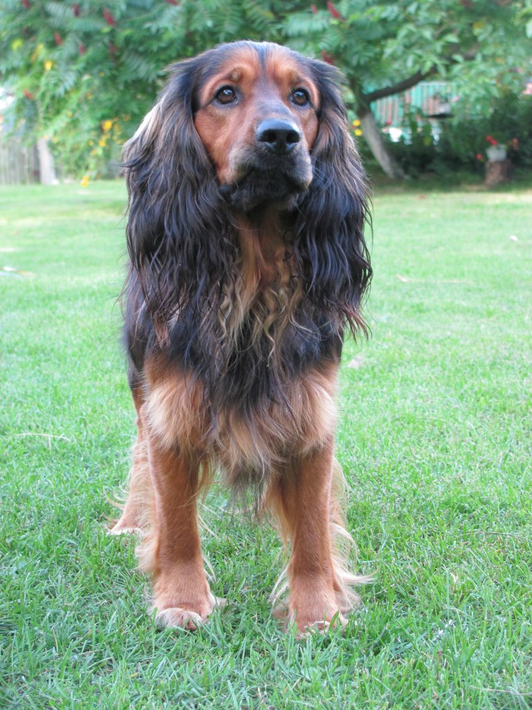 Bongo