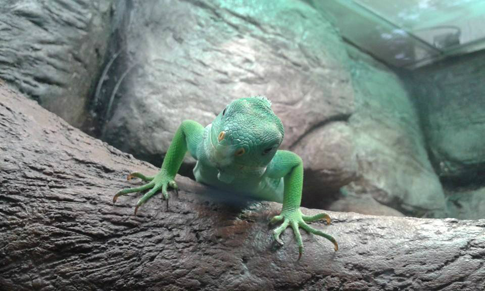 Gad z zoo 