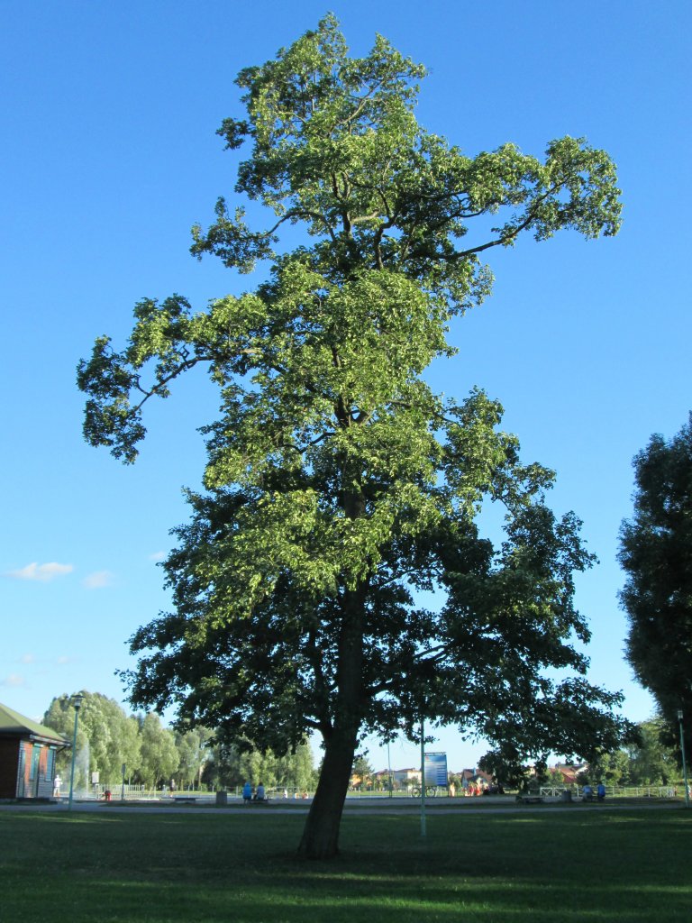 Drzewo lalka