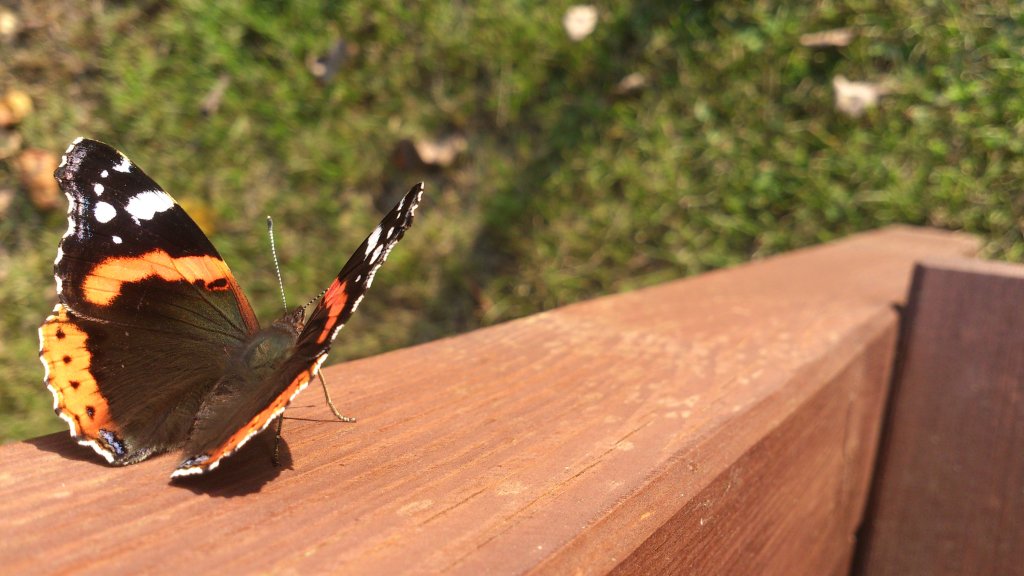 First Butterfly